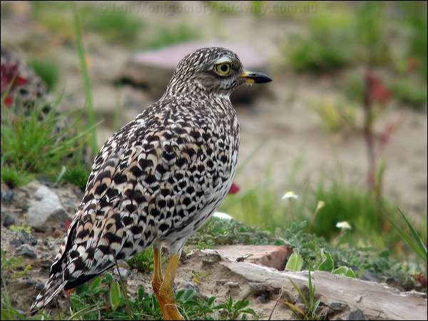 Spotted Thick-knee spotted_dikkop_04792.jpg