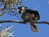 carnabysblkcockatoo_215952
