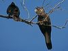 carnabysblkcockatoo_215979
