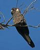 carnabysblkcockatoo_215989