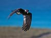 carnabysblkcockatoo_216700