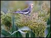 cockatiel_30683