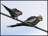 cockatiel_30706