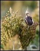 cockatiel_30724