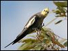 cockatiel_30742