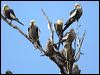 cockatiel_30746