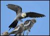 cockatiel_30760