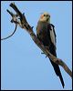 cockatiel_30775