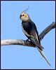 cockatiel_33694