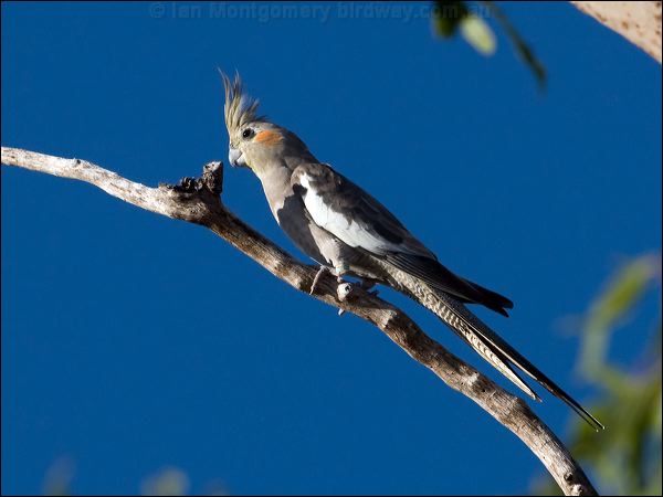 Cockatiel cockatiel_106304.psd