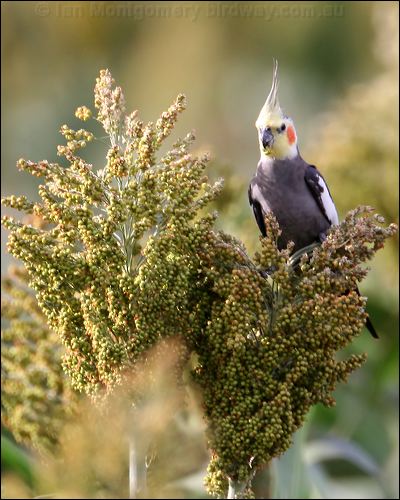 Cockatiel cockatiel_30724.psd