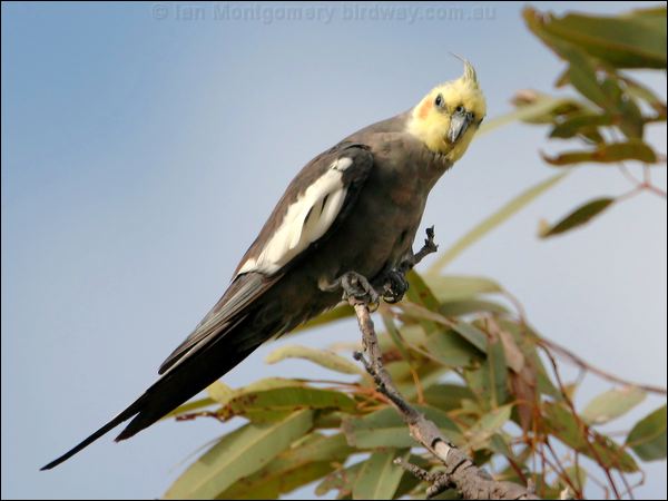 Cockatiel cockatiel_30742.psd