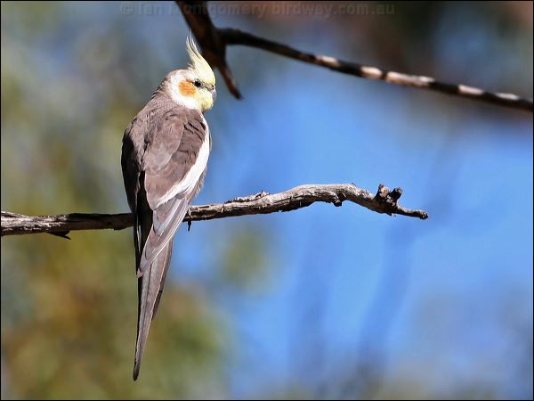 Cockatiel cockatiel_33685.psd