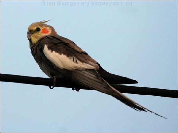 Cockatiel cockatiel_48207.psd