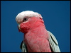 galah_09888