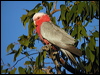galah_10045