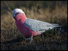 galah_116910