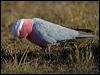 galah_116924