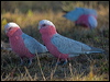 galah_116930