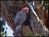 galah_157620