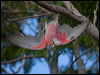 galah_165049