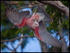 galah_165058