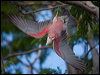 galah_165062