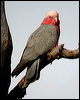galah_30682