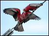 galah_30797