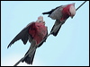 galah_30827