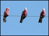 galah_38377