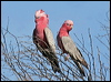 galah_38385