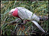 galah_43465