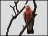 galah_82194