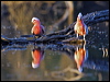 galah_82755