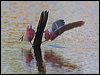 galah_90591