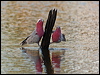 galah_90596