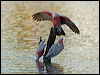 galah_90603