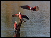galah_90654