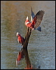 galah_90656