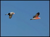 galah_90699