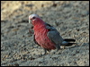 galah_97619