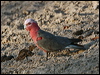 galah_97621