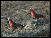 galah_97624