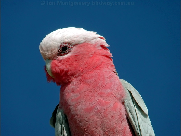 Galah galah_09888.psd