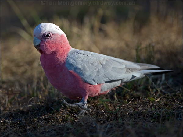Galah galah_116910.psd