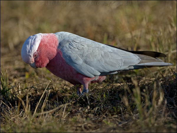 Galah galah_116924.psd
