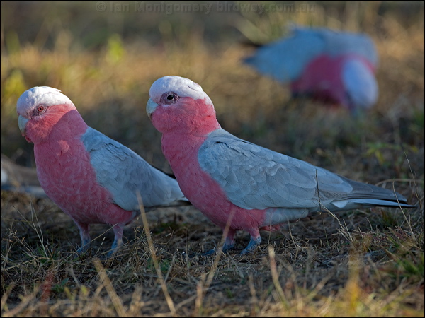 Galah galah_116930.psd