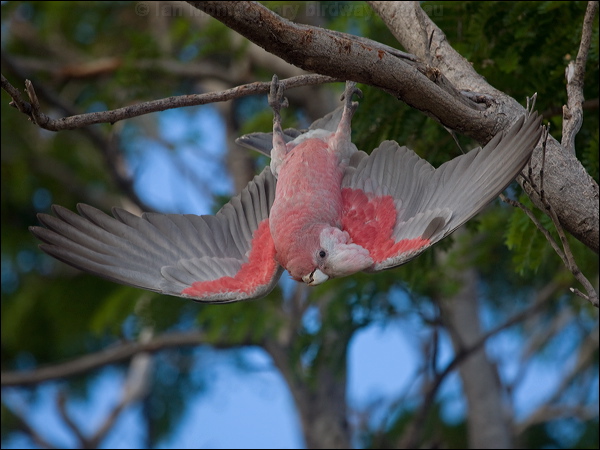 Galah galah_165049.psd