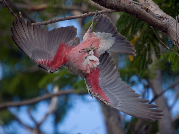 Galah galah_165058.psd